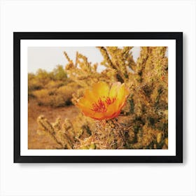 Blooming Cactus Flower Affiche