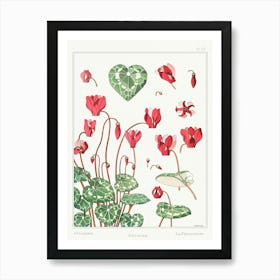 Cyclamen From The Plant And Its Ornamental Applications (1896), Maurice Pillard Verneuil Art Print
