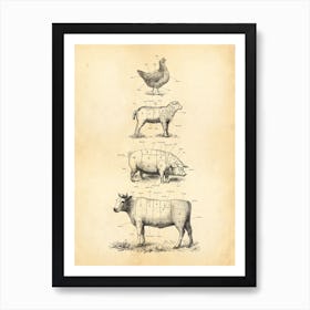 American Butcher Charts Cow Lamb Poultry Pork Art Print