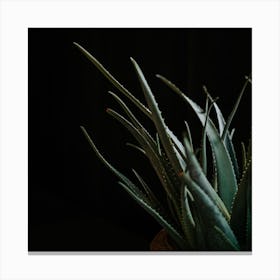 The Aloe Vera In A Moody Vibe Square Canvas Print