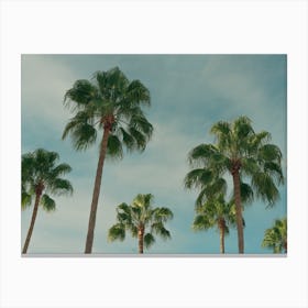 Summer Time With Green Palms And Blue Skies Colour Travel Photography Landscape Lienzo