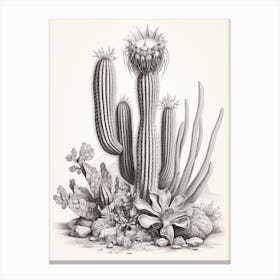 Vintage Cactus Illustration Zebra Cactus B&W Canvas Print
