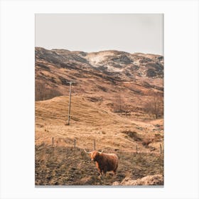 Highland Cow 1 Stampe su tela